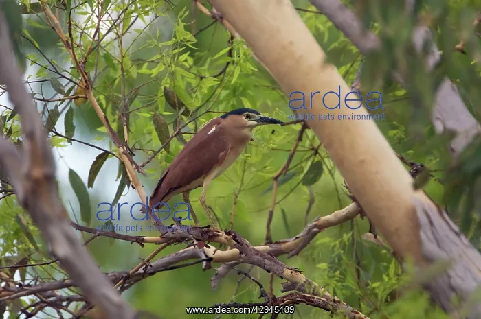 : Nankeen Night Heron / Rufous Night Heron : Nankeen Night Heron / Rufous Night Heron