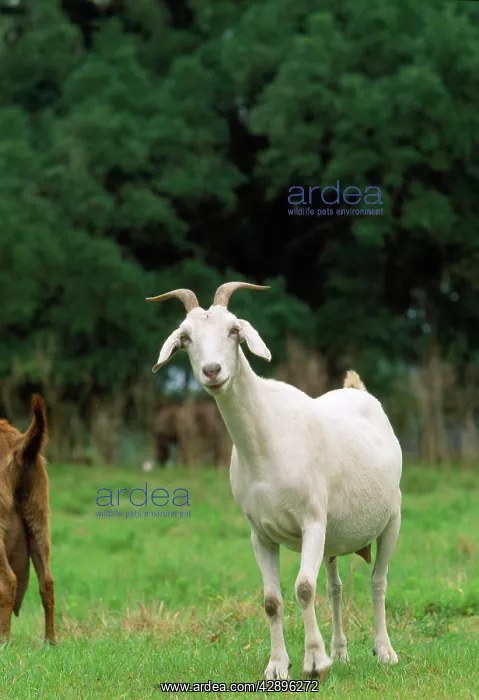  : NANNY GOAT