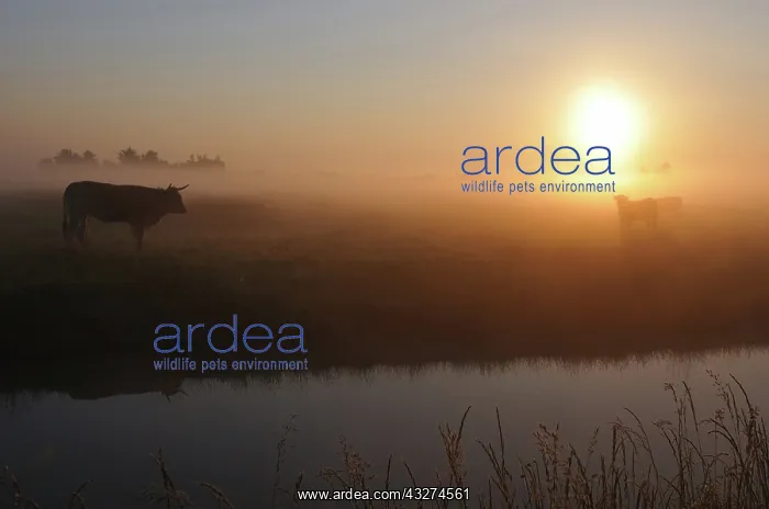 : Nantaises cows in the morning mist - Marais Breton France : Nantaises cows in the morning mist - Marais Breton France