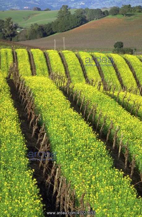 : Napa Valley, Ca : Napa Valley, Ca