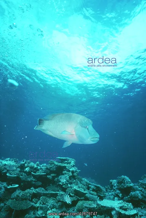 : Napolean Humphead Wrasse / Maori Wrasse / Napolean Fish : Napolean Humphead Wrasse / Maori Wrasse / Napolean Fish