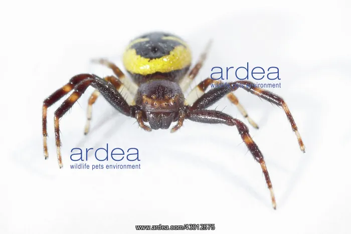 : Napoleon Crab Spider on white background : Napoleon Crab Spider on white background