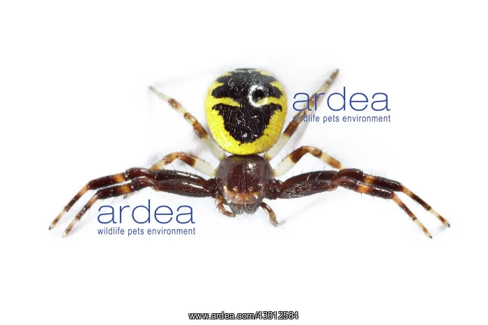: Napoleon Crab Spider on white background : Napoleon Crab Spider on white background