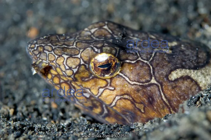  : Napoleon Snake Eel