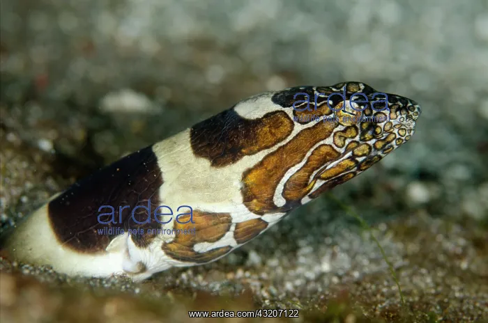 : Napoleon Snake Eel - buried in black sand : Napoleon Snake Eel - buried in black sand