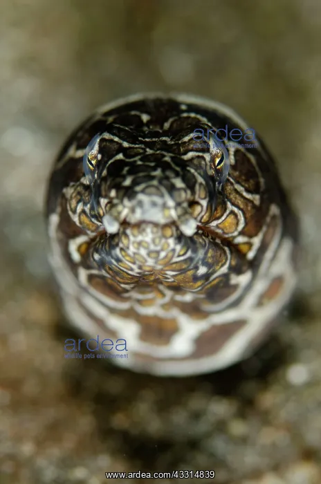 : Napoleon Snake Eel - buried in black sand : Napoleon Snake Eel - buried in black sand