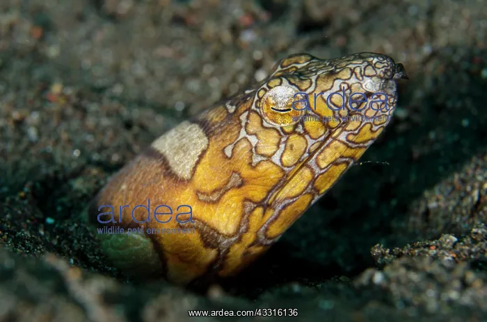 : Napoleon Snake Eel - Pyramids dive site, Amed, Karangasem : Napoleon Snake Eel - Pyramids dive site, Amed, Karangasem
