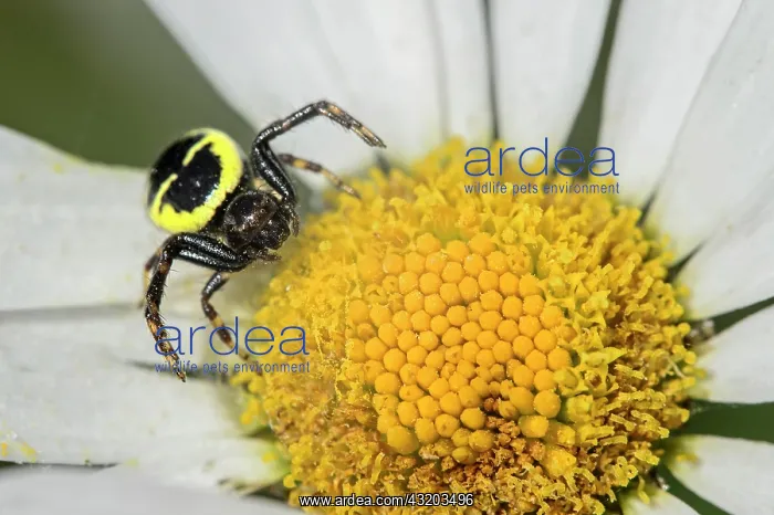 : Napoleon spider (Synema globosum) in its yellowish : Napoleon spider (Synema globosum) in its yellowish