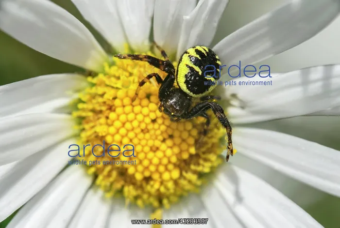 : Napoleon spider (Synema globosum) in its yellowish : Napoleon spider (Synema globosum) in its yellowish