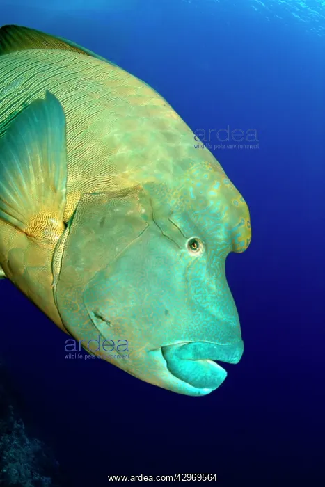: Napoleon Wrasse : Napoleon Wrasse