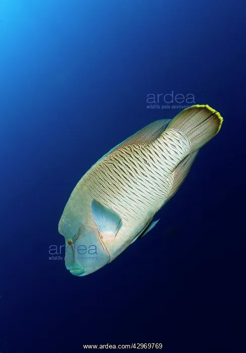 : Napoleon Wrasse : Napoleon Wrasse