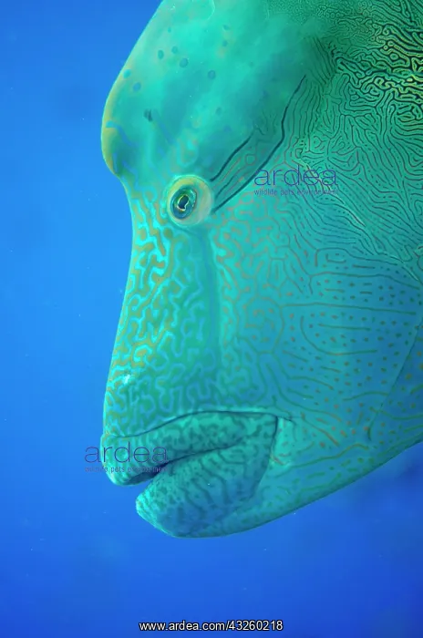 : Napoleon wrasse, humphead wrasse (Cheilinus undulatus) : Napoleon wrasse, humphead wrasse (Cheilinus undulatus)