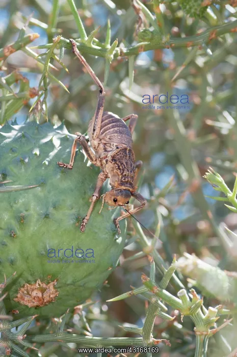: Nara bush. Armoured Ground Cricket (Acanthoproctus diadematus) feeding on a Nara Plant : Nara bush. Armoured Ground Cricket (Acanthoproctus diadematus) feeding on a Nara Plant