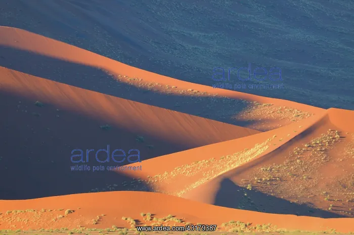 : Nara bush. Overview of desert landscape with sand dunes dotted with Nara bush : Nara bush. Overview of desert landscape with sand dunes dotted with Nara bush