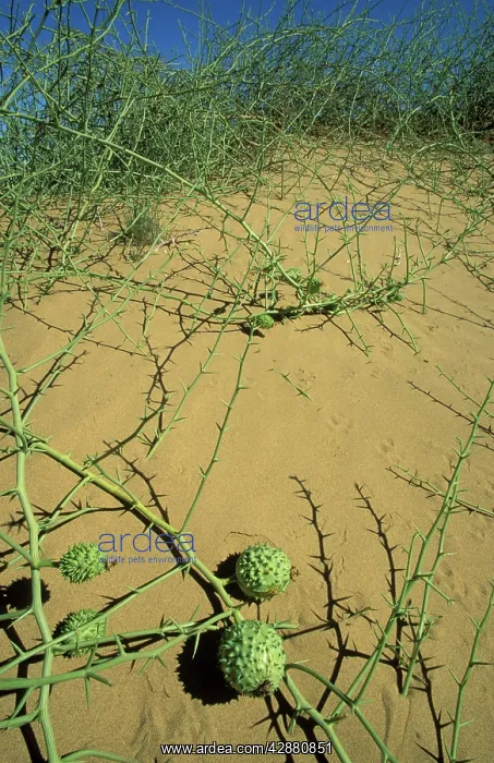 : Nara - Bush with fruits on a sand dune in the Namib : Nara - Bush with fruits on a sand dune in the Namib