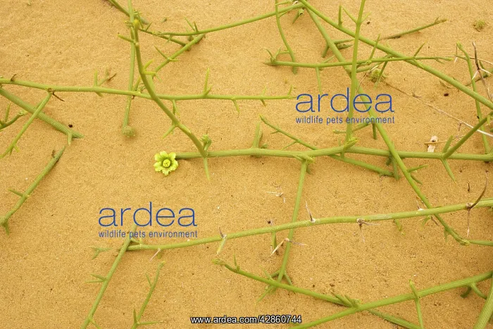 : Nara plant : Nara plant