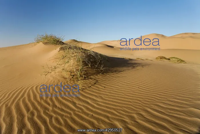 : Nara plant growing in the dunes of the Namib Desert : Nara plant growing in the dunes of the Namib Desert