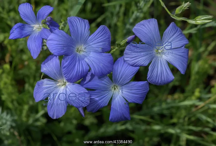 : Narbonne blue flax, Linum narbonense, in flower : Narbonne blue flax, Linum narbonense, in flower