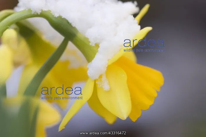  : narcis spec