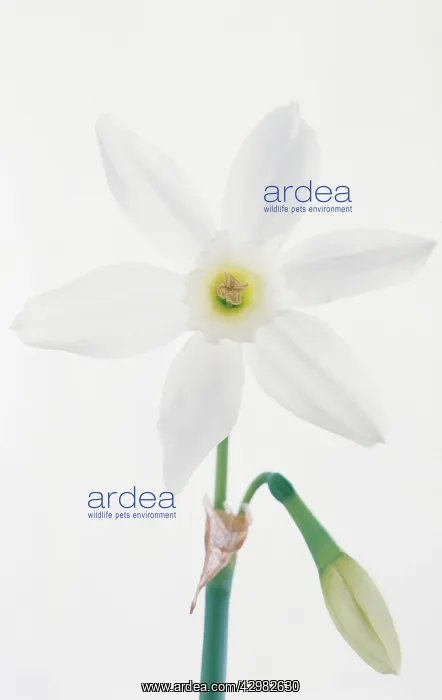 : Narcissus, Narcissus Papillon blanc : Narcissus, Narcissus Papillon blanc