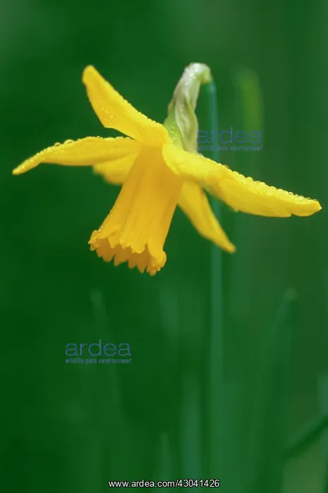 : Narcissus, Narcissus February gold : Narcissus, Narcissus February gold