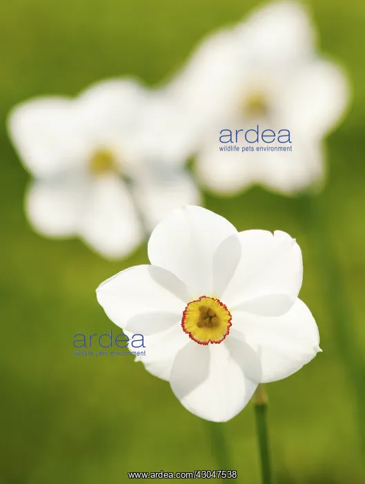 : Narcissus, Narcissus poeticus : Narcissus, Narcissus poeticus
