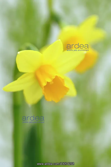 : Narcissus, Narcissus February gold : Narcissus, Narcissus February gold