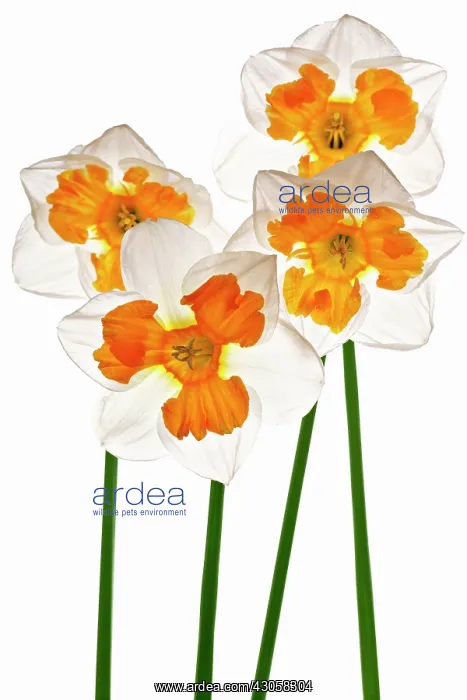 : Narcissus : Narcissus