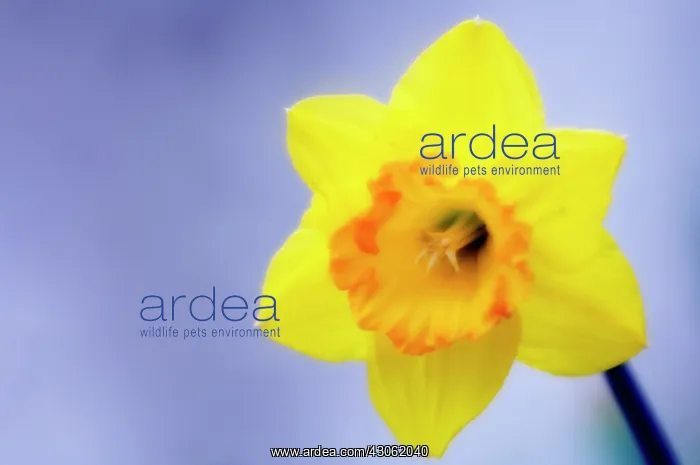 : Narcissus : Narcissus