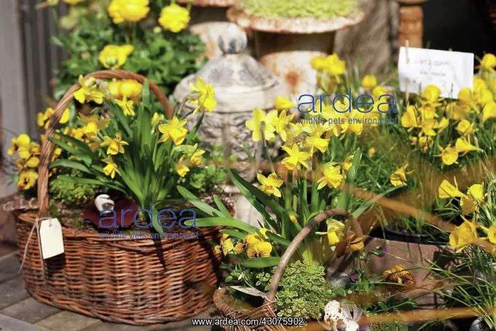 : Narcissus : Narcissus