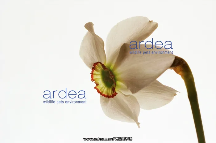  : Narcissus, Narcissus poeticus