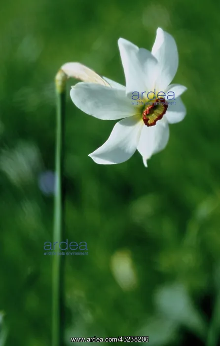: Narcissus, Narcissus poeticus : Narcissus, Narcissus poeticus