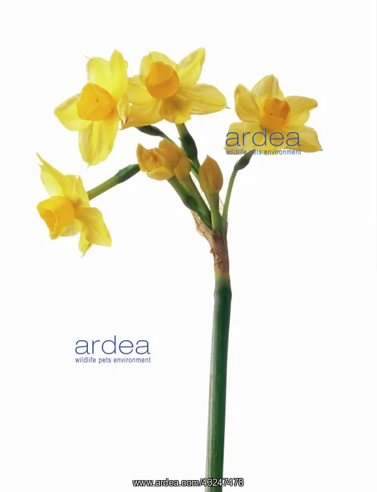 : Narcissus, Narcissus tazetta : Narcissus, Narcissus tazetta