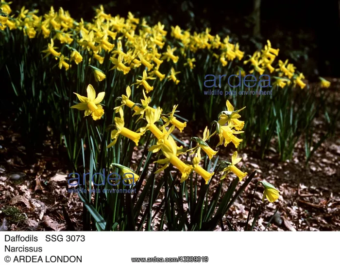 : Narcissus : Narcissus
