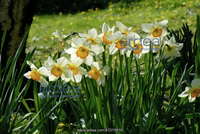 : Narcissus. Flowering Narcissus Merlin backlit and in light woodland, Devon : Narcissus. Flowering Narcissus Merlin backlit and in light woodland, Devon