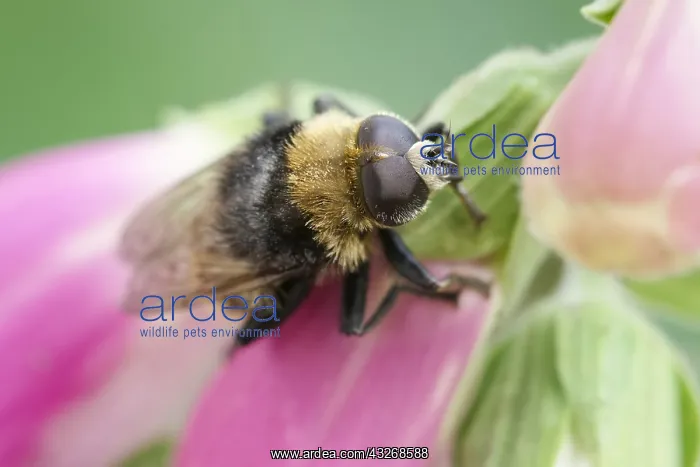 : Narcissus Bulb Fly - Bumble Bee Mimic - Norfolk : Narcissus Bulb Fly - Bumble Bee Mimic - Norfolk