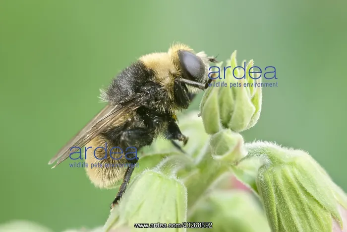 : Narcissus Bulb Fly - Bumble Bee Mimic - Norfolk : Narcissus Bulb Fly - Bumble Bee Mimic - Norfolk
