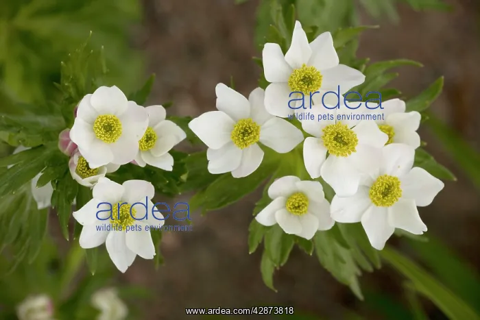 : Narcissus-flowered anemone : Narcissus-flowered anemone