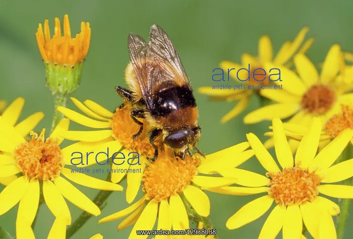 : Narcissus Fly - Bee mimic on Ragwort : Narcissus Fly - Bee mimic on Ragwort