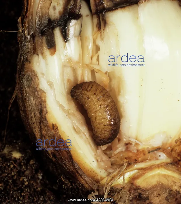  : Narcissus Fly (Meredon equestris) larva