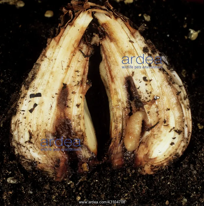 : Narcissus fly (Meredon equestris) larva : Narcissus fly (Meredon equestris) larva