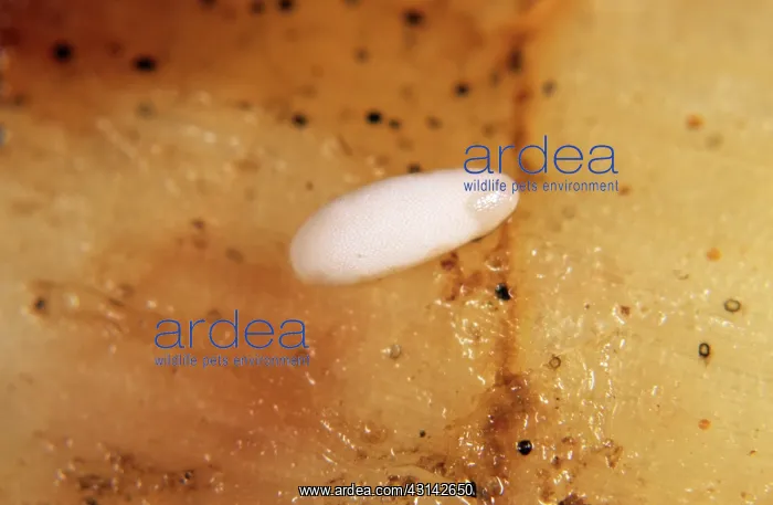: Narcissus fly (Merodon equestris) egg : Narcissus fly (Merodon equestris) egg