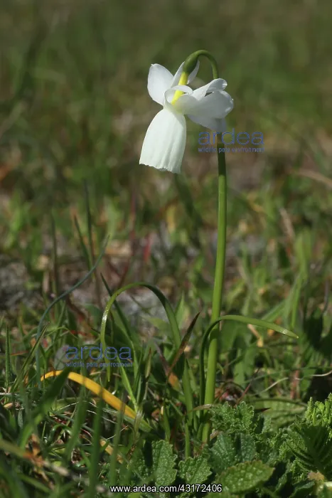 : Narcissus Glenans (Narcissus triandrus capax ) : Narcissus Glenans (Narcissus triandrus capax )