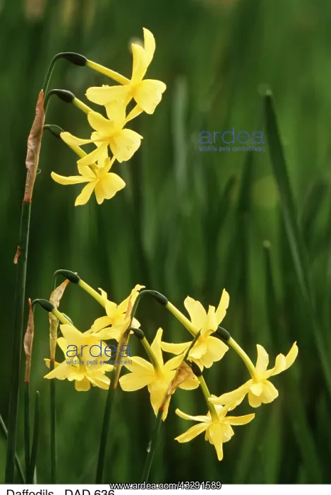 : Narcissus Hawera : Narcissus Hawera