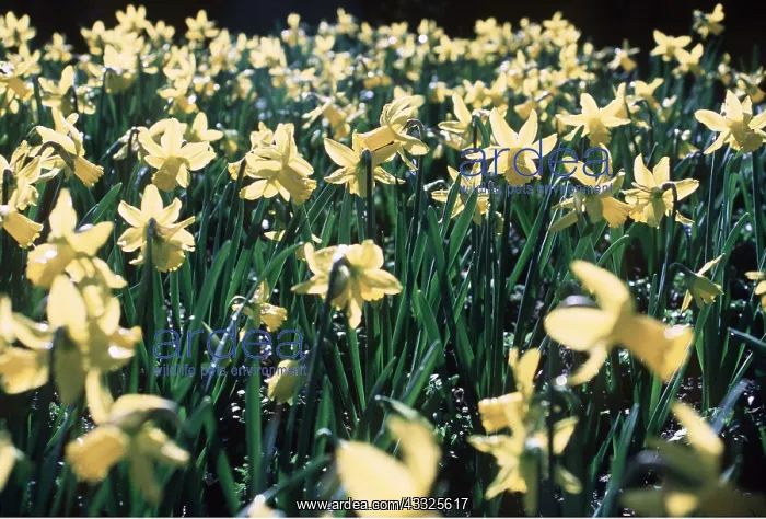 : NARCISSUS - March Sunshine : NARCISSUS - March Sunshine