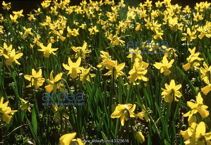 : Narcissus - March Sunshine Daffodils : Narcissus - March Sunshine Daffodils