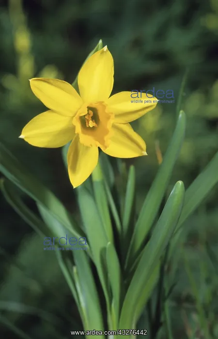 : Narcissus Tete a Tete : Narcissus Tete a Tete