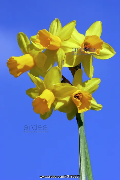 : Narcissus Tete a Tete - donkeys ears Tete a Tete : Narcissus Tete a Tete - donkeys ears Tete a Tete