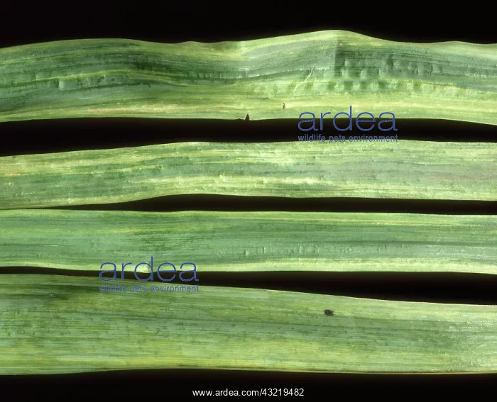 : Narcissus yellow stripe virus : Narcissus yellow stripe virus
