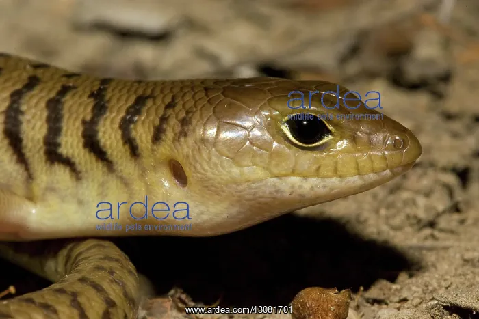 : Narrow-banded Sandswimmer : Narrow-banded Sandswimmer